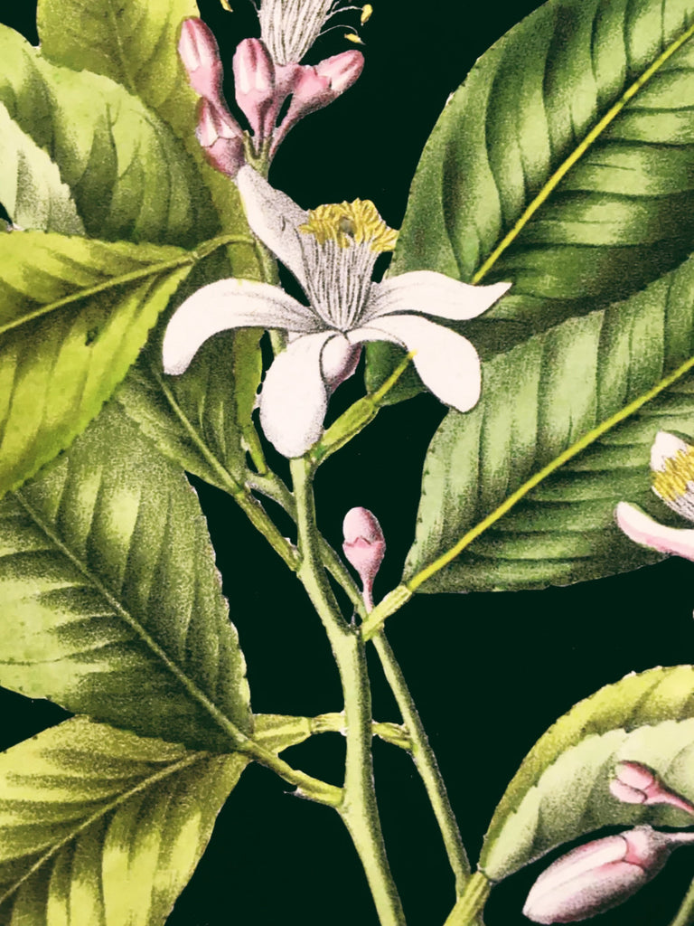 Detail of flower in vintage lemon fine art print