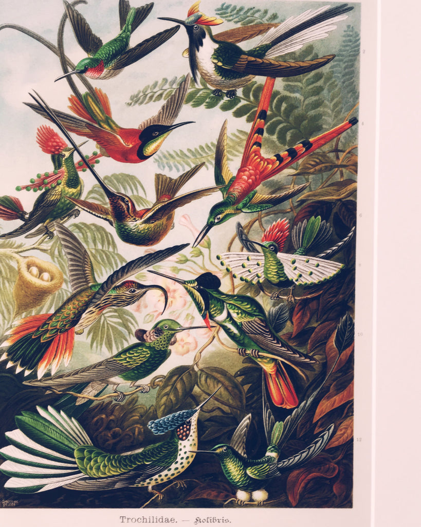 Ernst Haeckel Hummingbird Poster