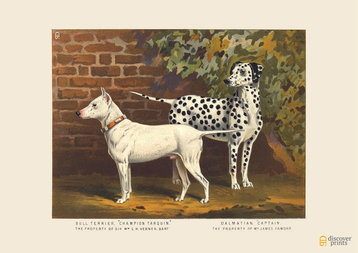 Bull Terrier and Dalmatian Dog Art Print