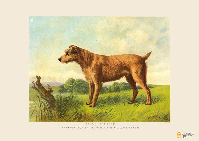 Irish Terrier Art Print