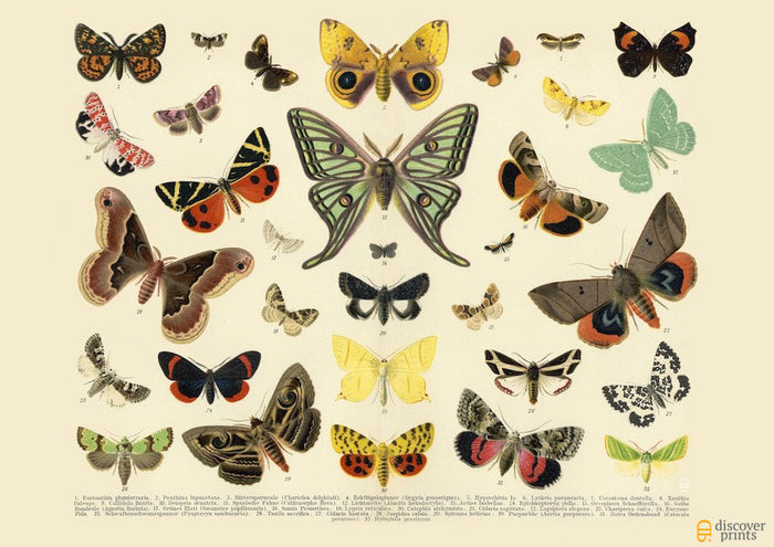 European Butterflies Art Print