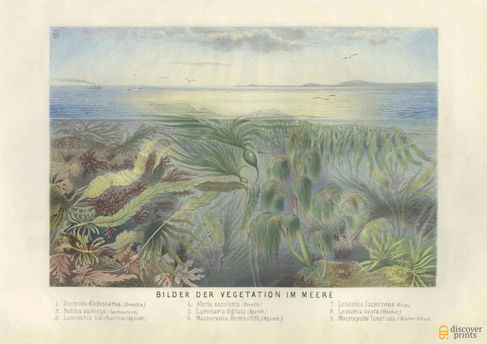 Botanical Underwater Art Print