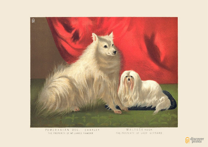 Pomeranian & Maltese Art Print