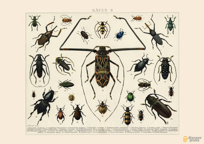 Vintage Beetles - Animal Art Print No. 2