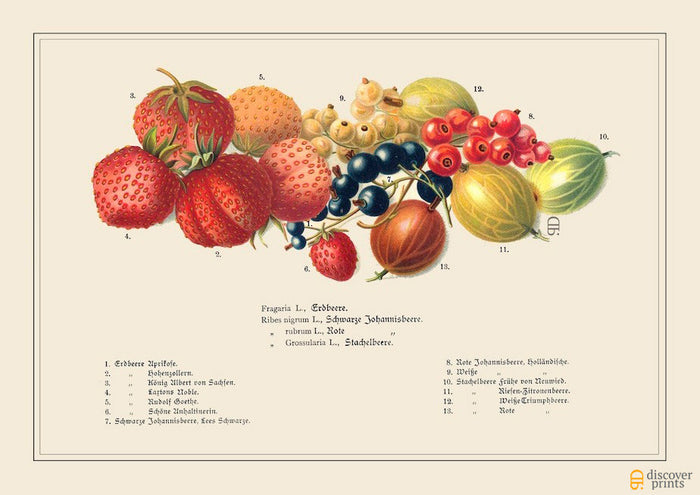 Strawberry Gooseberry - Meat Art Print