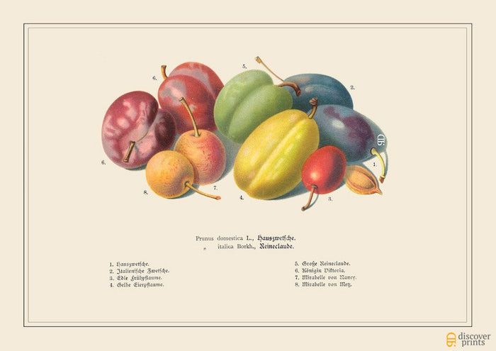 Assorted Plums - Fruit Art Print