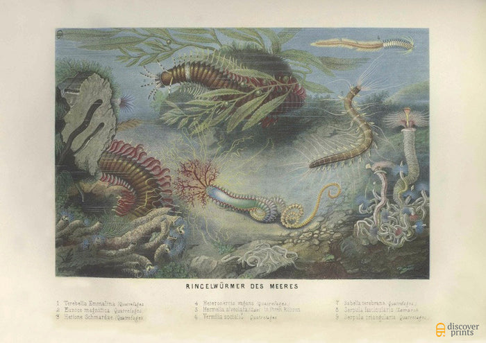 Colorful Seaworms Art Print