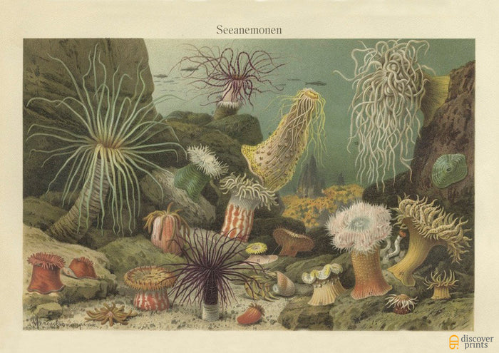 Gorgeous Sea Anemone Art Print