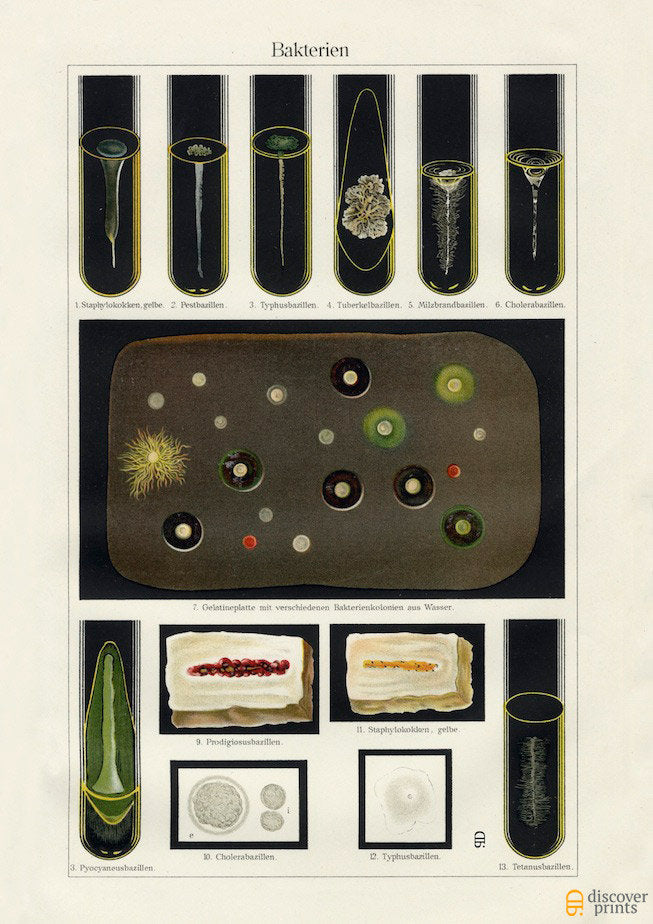 Vintage Bacteria - Medical Art Print