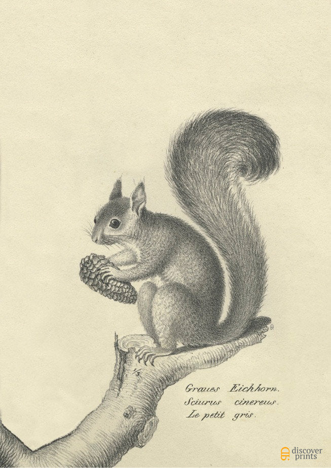 European Squirrel Art Print