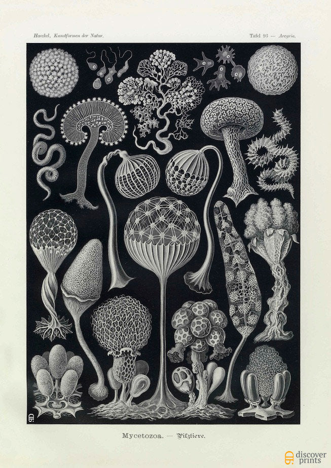 Vintage detailed print of fungi on black background by Ernst Haeckel, Mycetozoa, lithograph plate 93 from Artforms of Nature