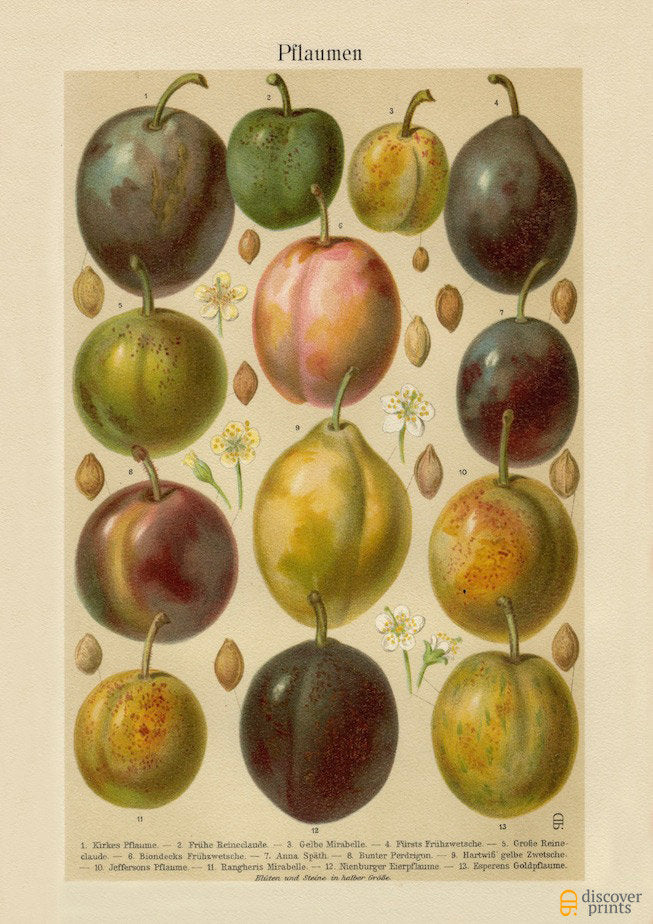 Vintage Plums - Botanical Art Print