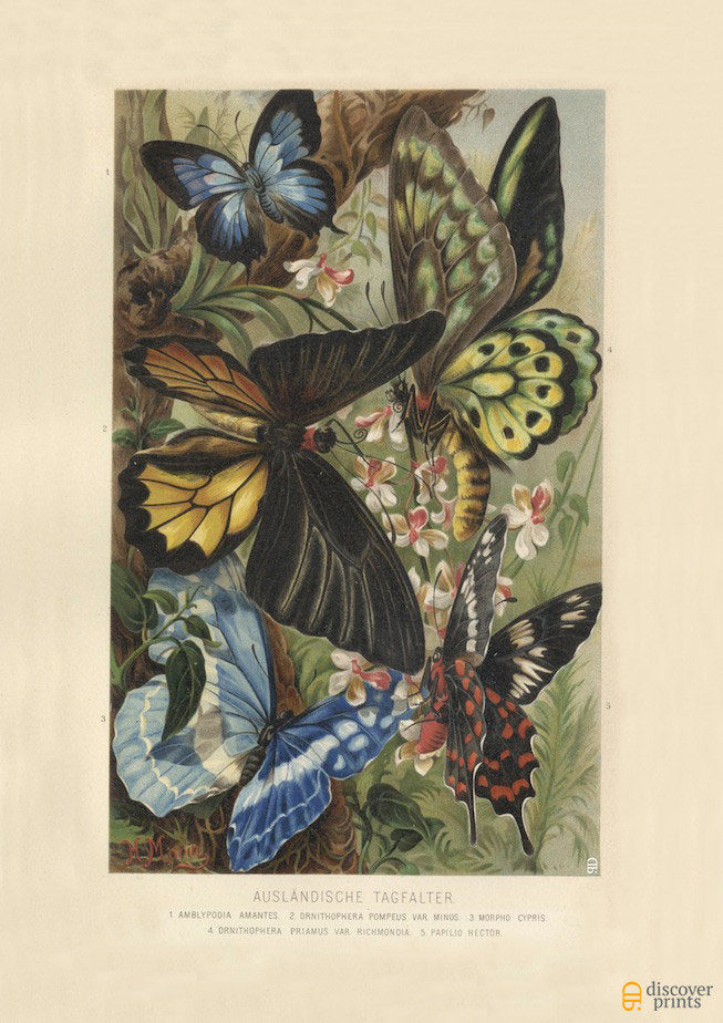 Tropical Butterfly Art Print