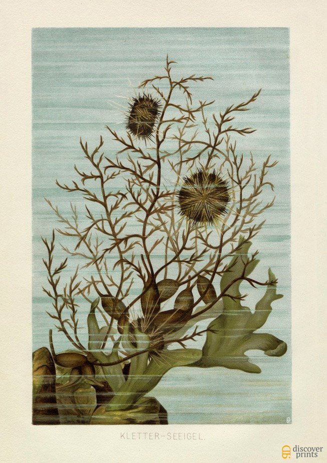 Urchins Under the Sea Art Print