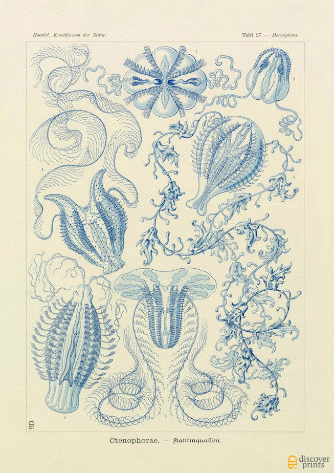 Ernst Haeckel Jellyfish Poster