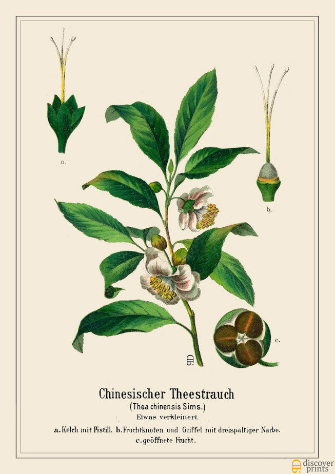 Vintage Tea Plant Art Print