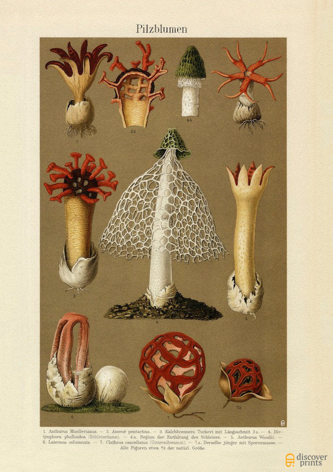 Brazilian Mushroom Art Print