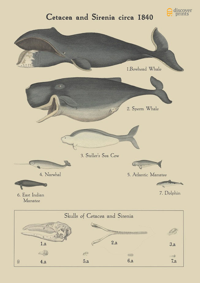 Assorted Whale Species Art Print
