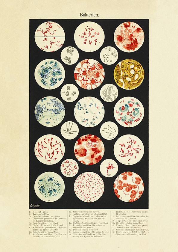 Bacteria Cells - Medical Art Print