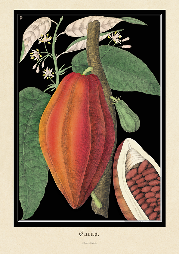 Vintage botanical illustration of a ripe red cocoa bean with green leaves on black background by discoverprints