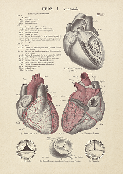 human heart art love