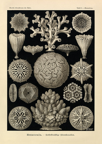 Ernst Haeckel Sea Coral Art Print