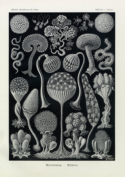 Vintage detailed print of mushroom on black background by Ernst Haeckel, Mycetozoa, lithograph plate 93 from Artforms of Nature