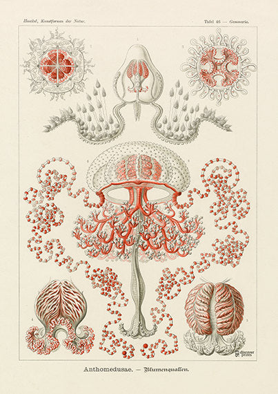 Vintage detailed print of red flower jellyfish by Ernst Haeckel, Anthoathecata, lithograph plate 46 from Artforms of Nature