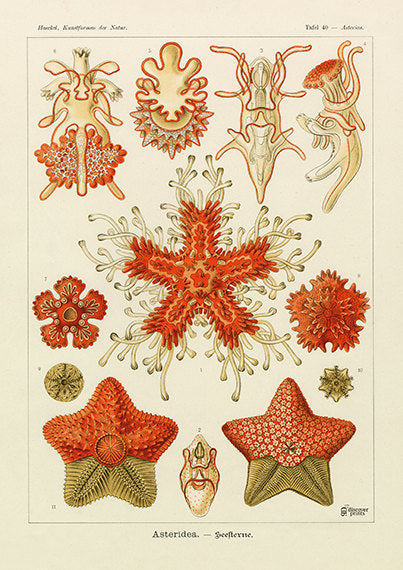 Vintage detailed print of red starfish by Ernst Haeckel, Asteridea, lithograph plate 40 from Artforms of Nature