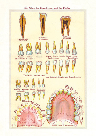 Baby and Adult Teeth - Medical Art Print
