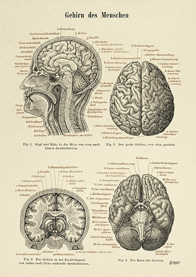 B/W Human Brain Vintage Art Print