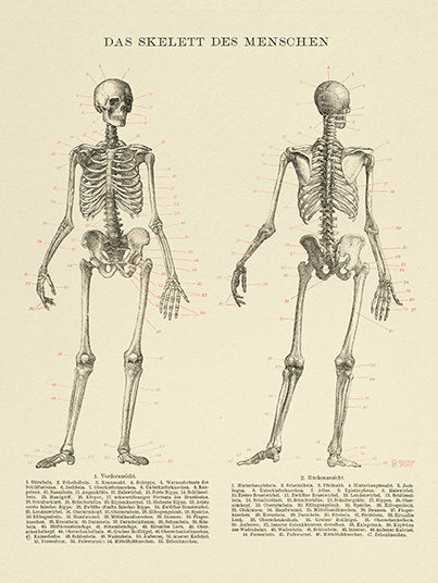 Wall Art Print  Antique Illustration of the Human Body & Skeleton
