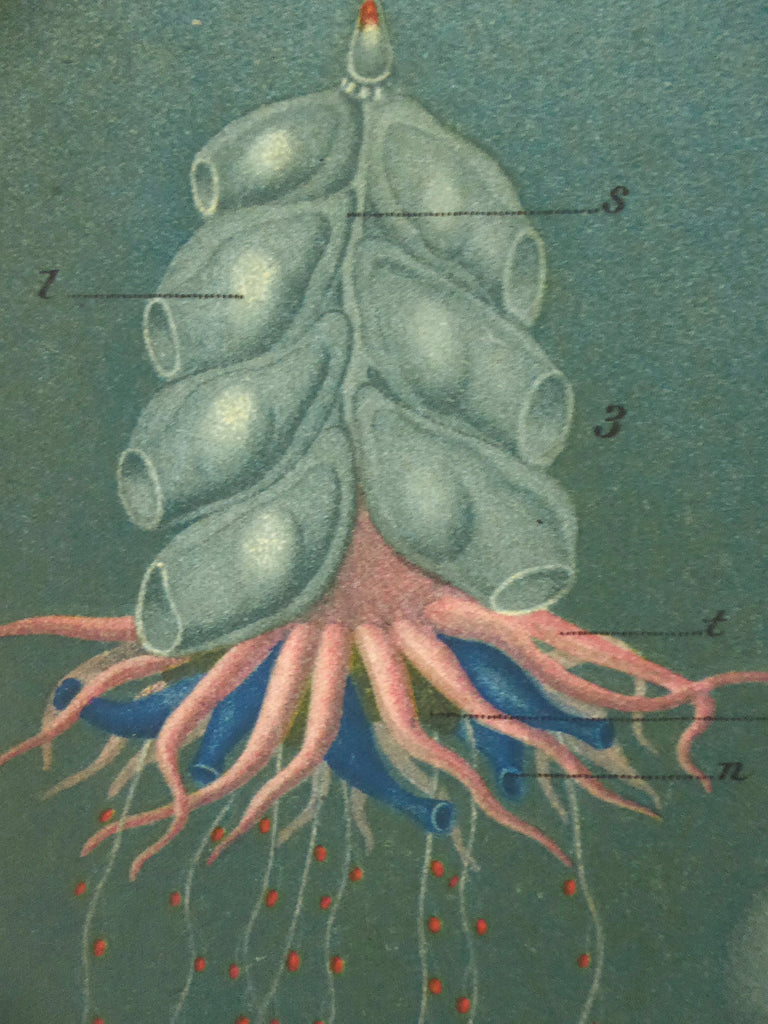 Large Exotic Jellyfish School Chart