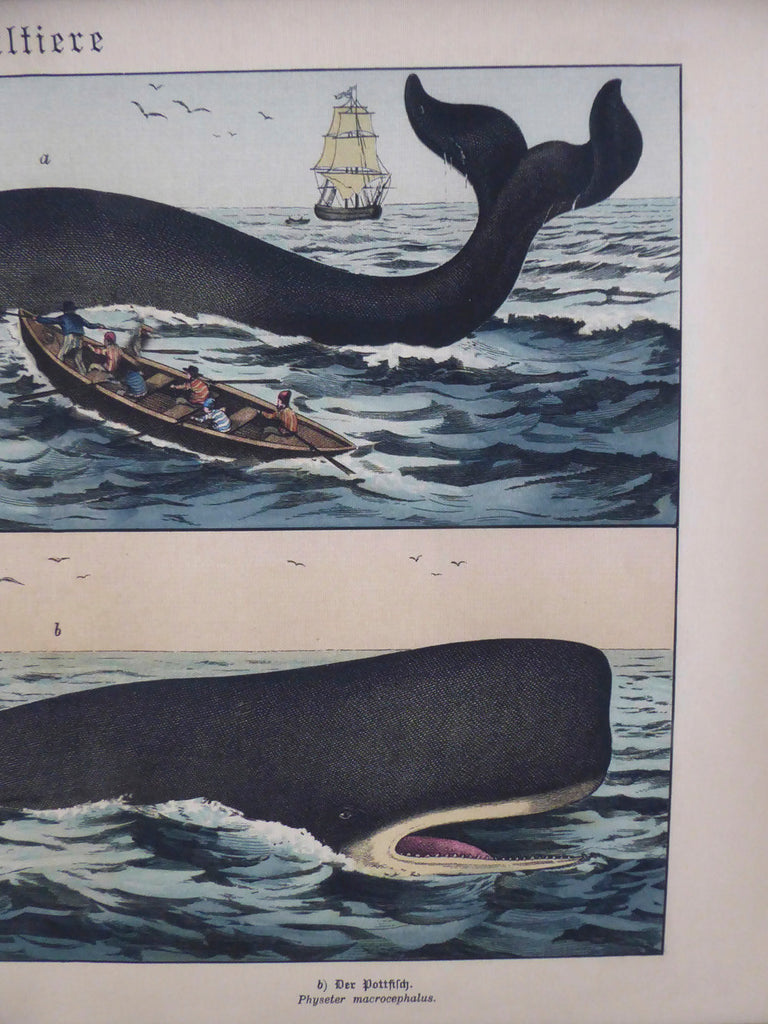 Large Vintage Moby Dick School Chart