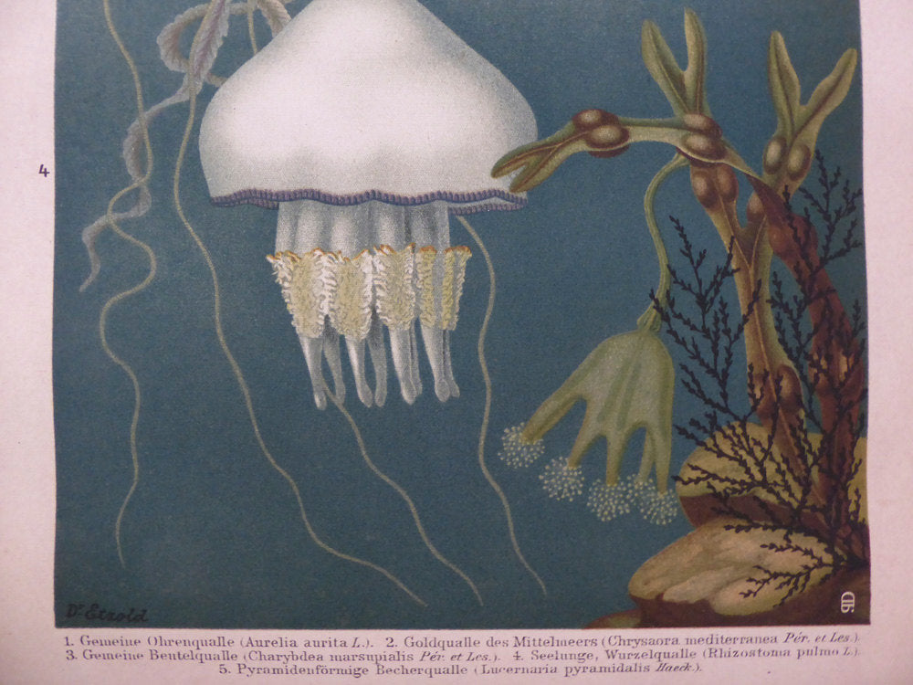 Large Vintage Jellyfish Wall Chart