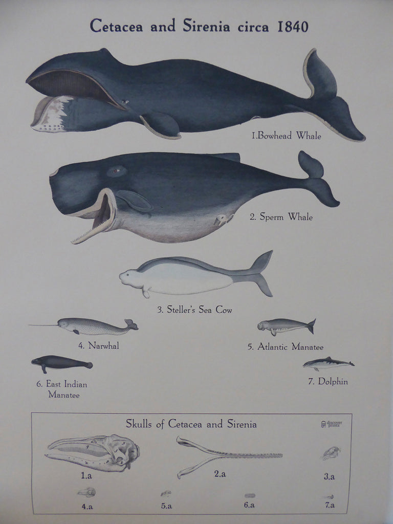 Large Vintage Whale School Chart