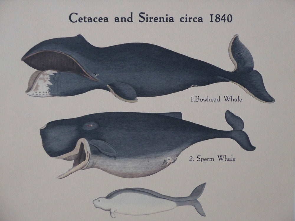 Large Vintage Whale School Chart