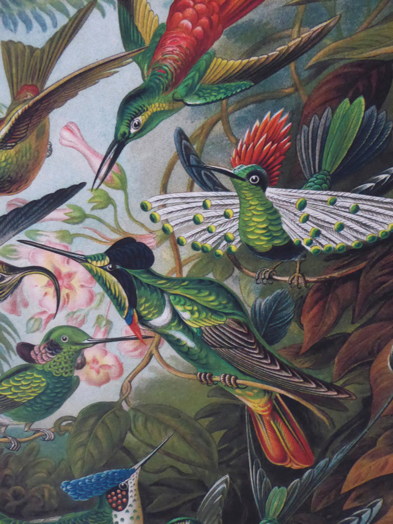 Large Hummingbird Vintage Wall Chart