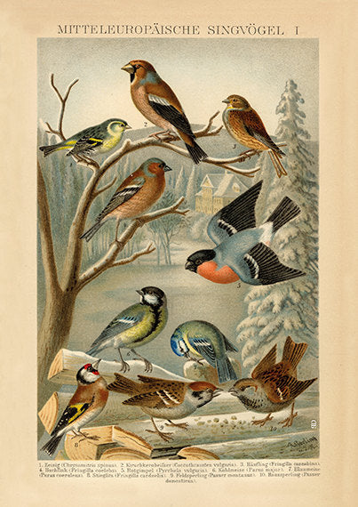 European Songbird Art Print No1