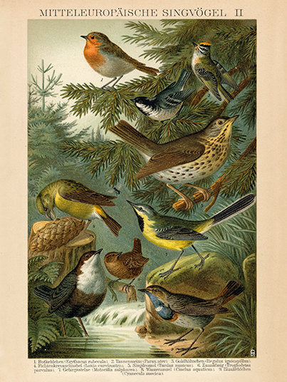 European Songbird Art Print No2