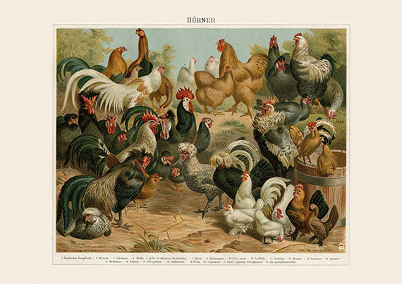 Assorted Chicken Breeds - Farming Animals Art Print