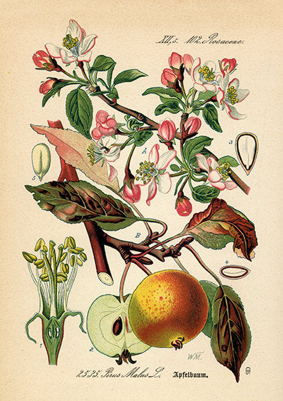 Vintage Apple Blossom Art Print