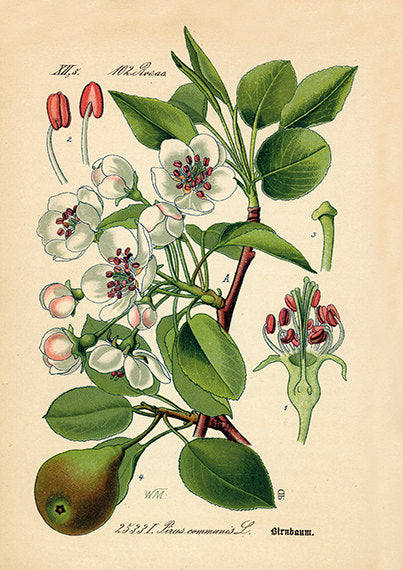 Pear Blossom Art Print