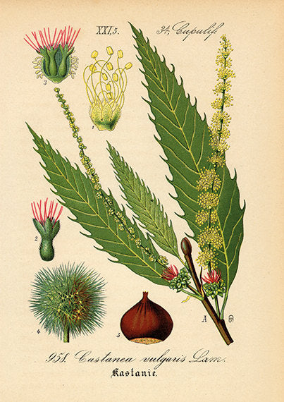 Chestnut Blossom - Botanical Art Print