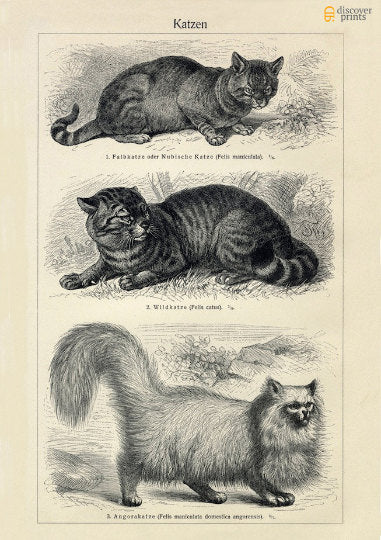 Vintage Cats Art Print