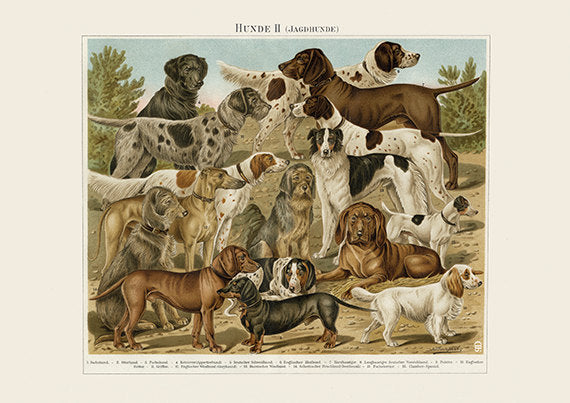 Hunting Dogs Art Print