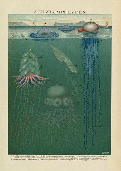 Intricate Exotic Jellyfish Art Print