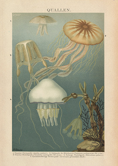 Green Jellyfish Art Print