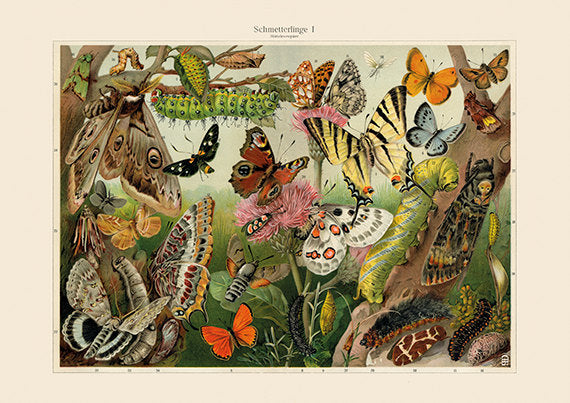 Assorted European Butterflies Art Print