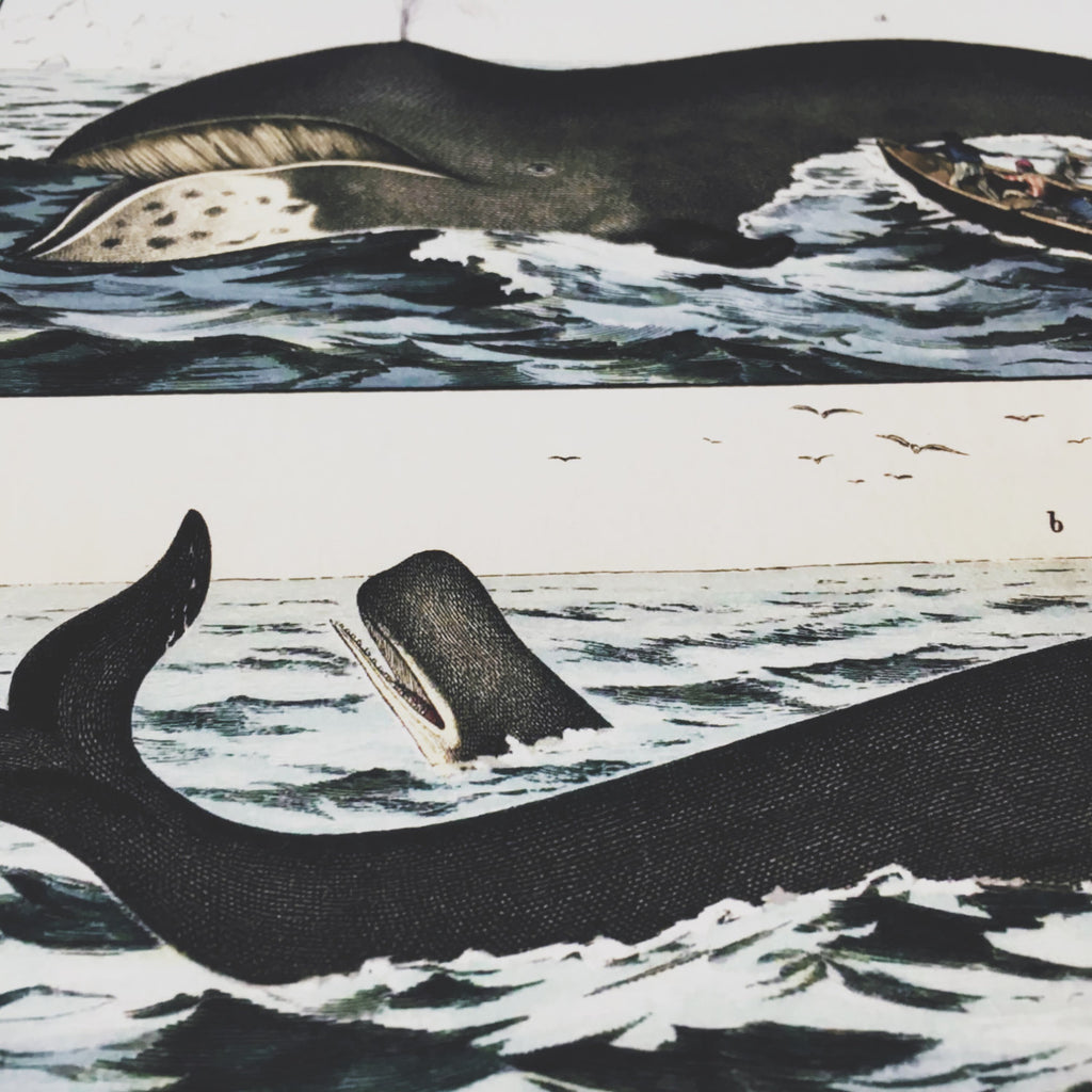 Whale Hunt Moby Dick Art Print